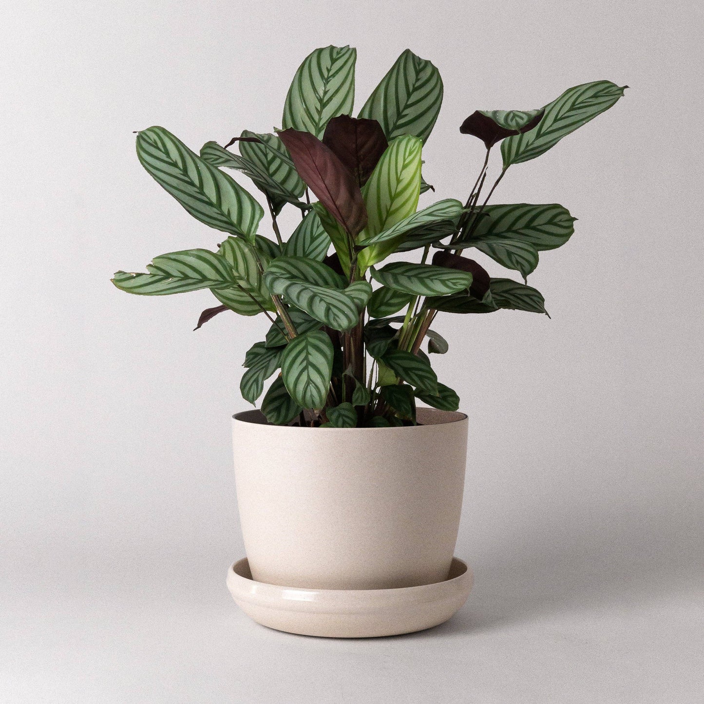 Bamboo Fiber Pot & Saucer
