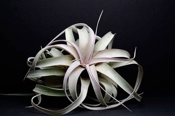 Tillandsia Xerographica