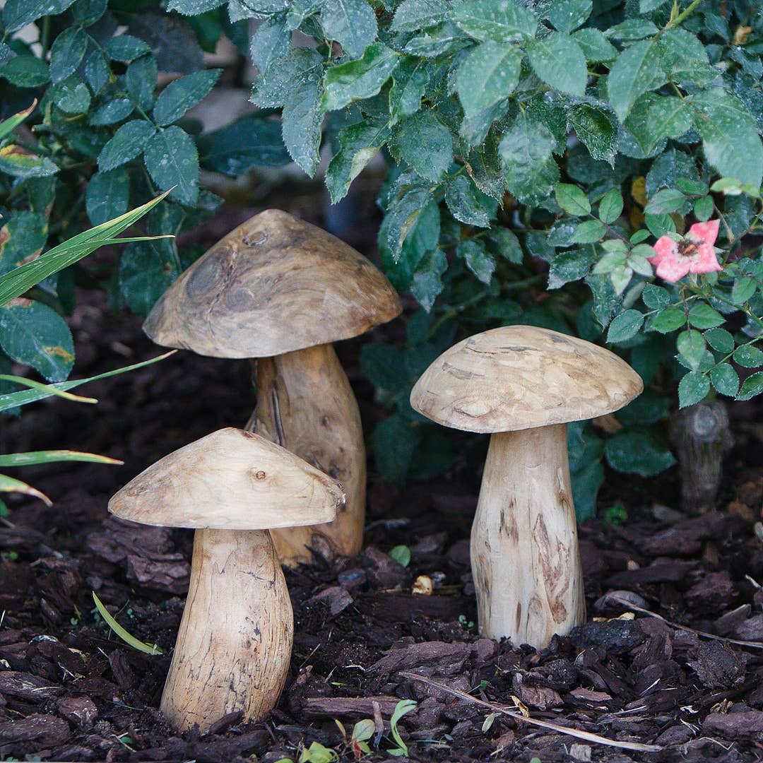 Tea Tree Root Mushrooms