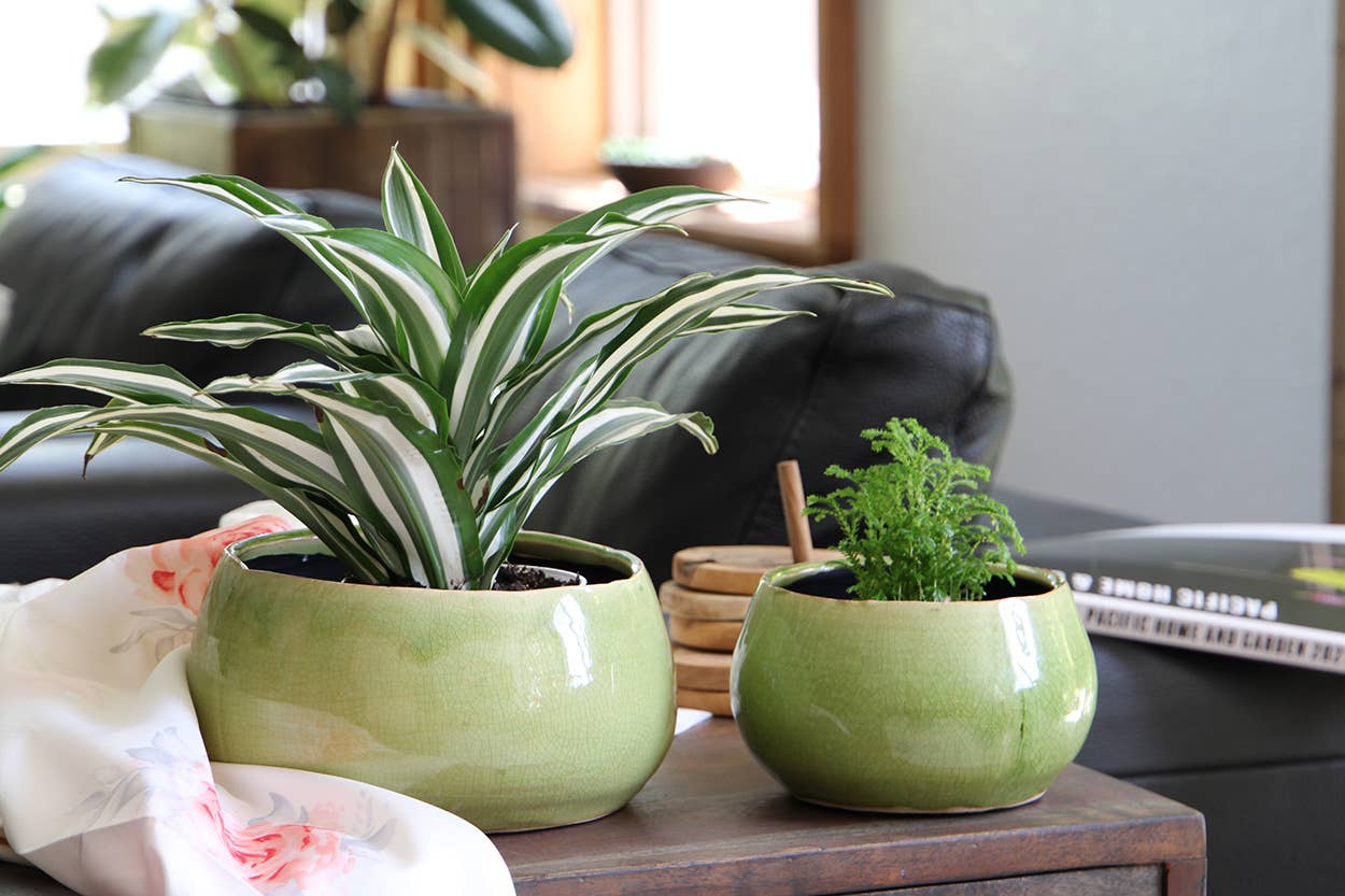 Pistachio Crackle Freeform Bowl