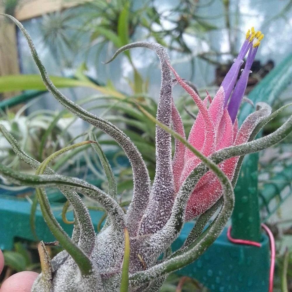 Tillandsia Pruinosa