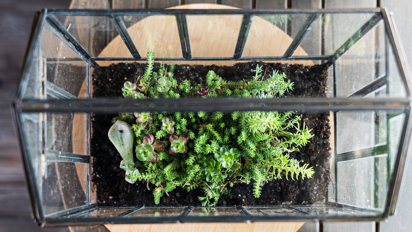 Bronze Greenhouse Terrarium