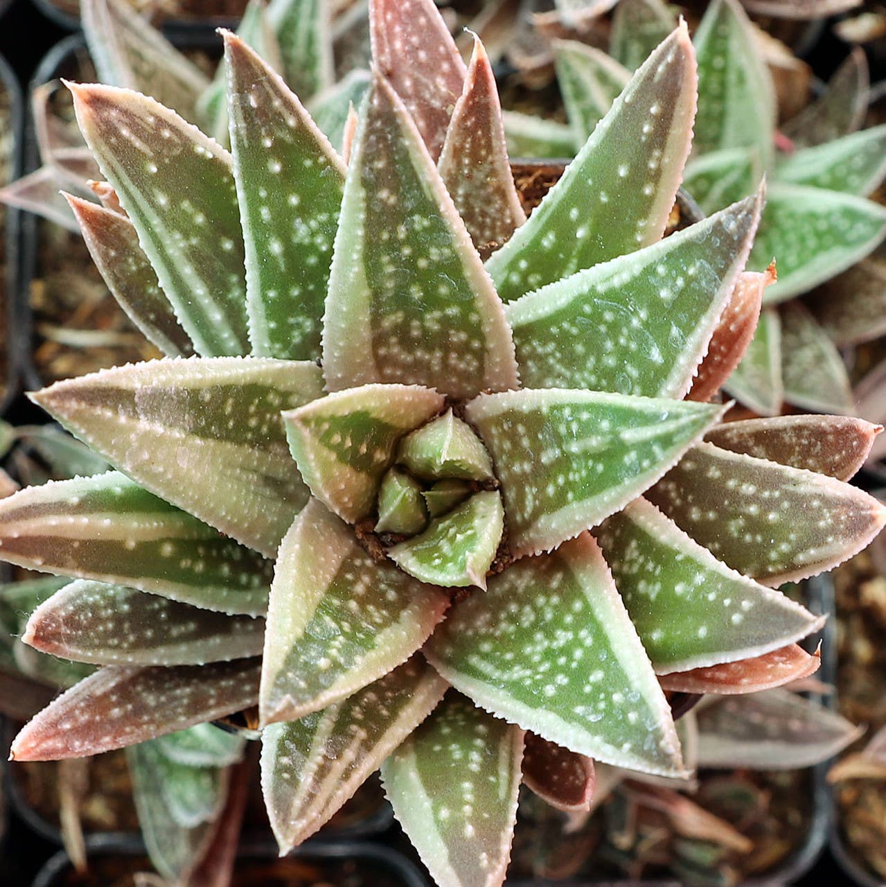 Gasteraloe 'Thais'