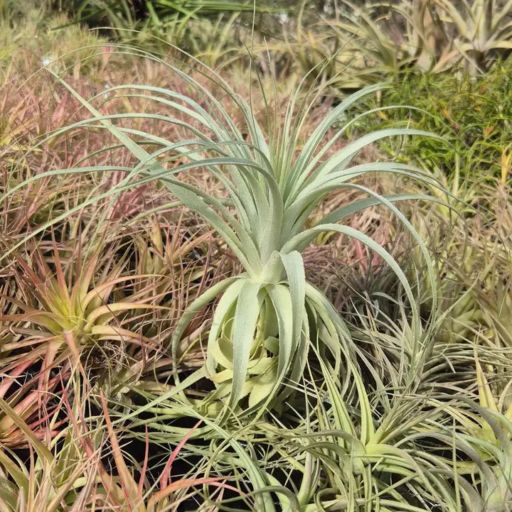 Tillandsia Gardneri Specimen