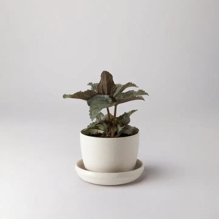 Bamboo Fiber Pot & Saucer