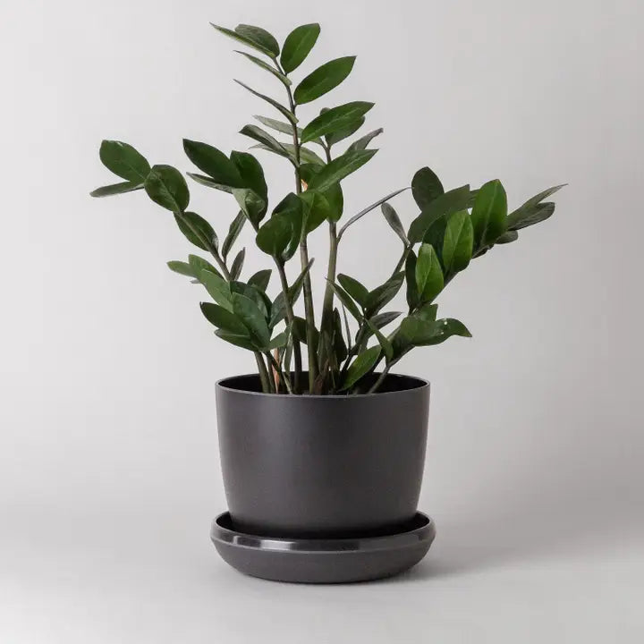 Bamboo Fiber Pot & Saucer