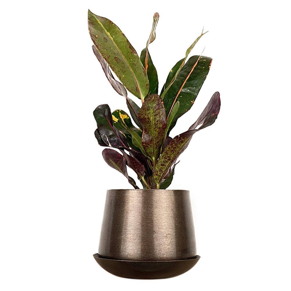 Joe Metal Bronzed Pot