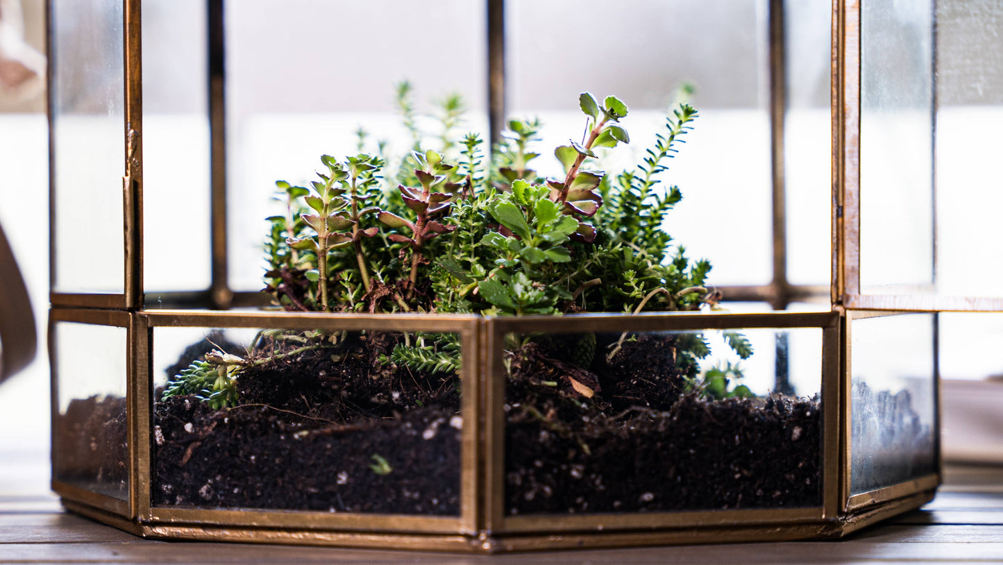 Bronze Bird Cage Terrarium
