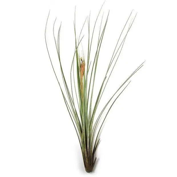Tillandsia Juncea