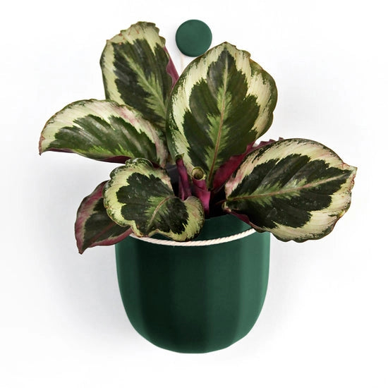 Wallygrow Loop Hanging Planter