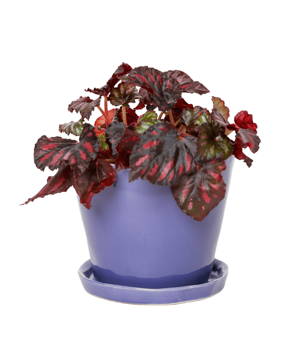Tika Ceramic Pot & Saucer