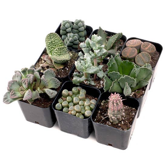 Varied Succulents 2"