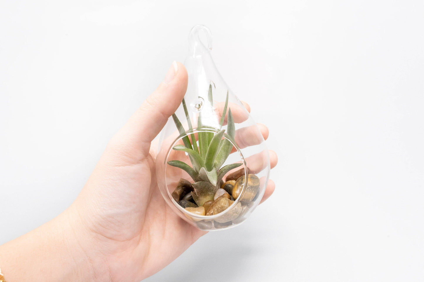 Open Teardrop Air Plant Terrarium