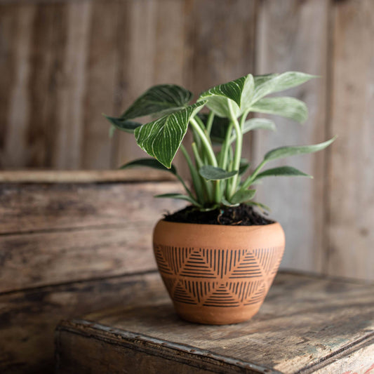 Nolan Terracotta Pot