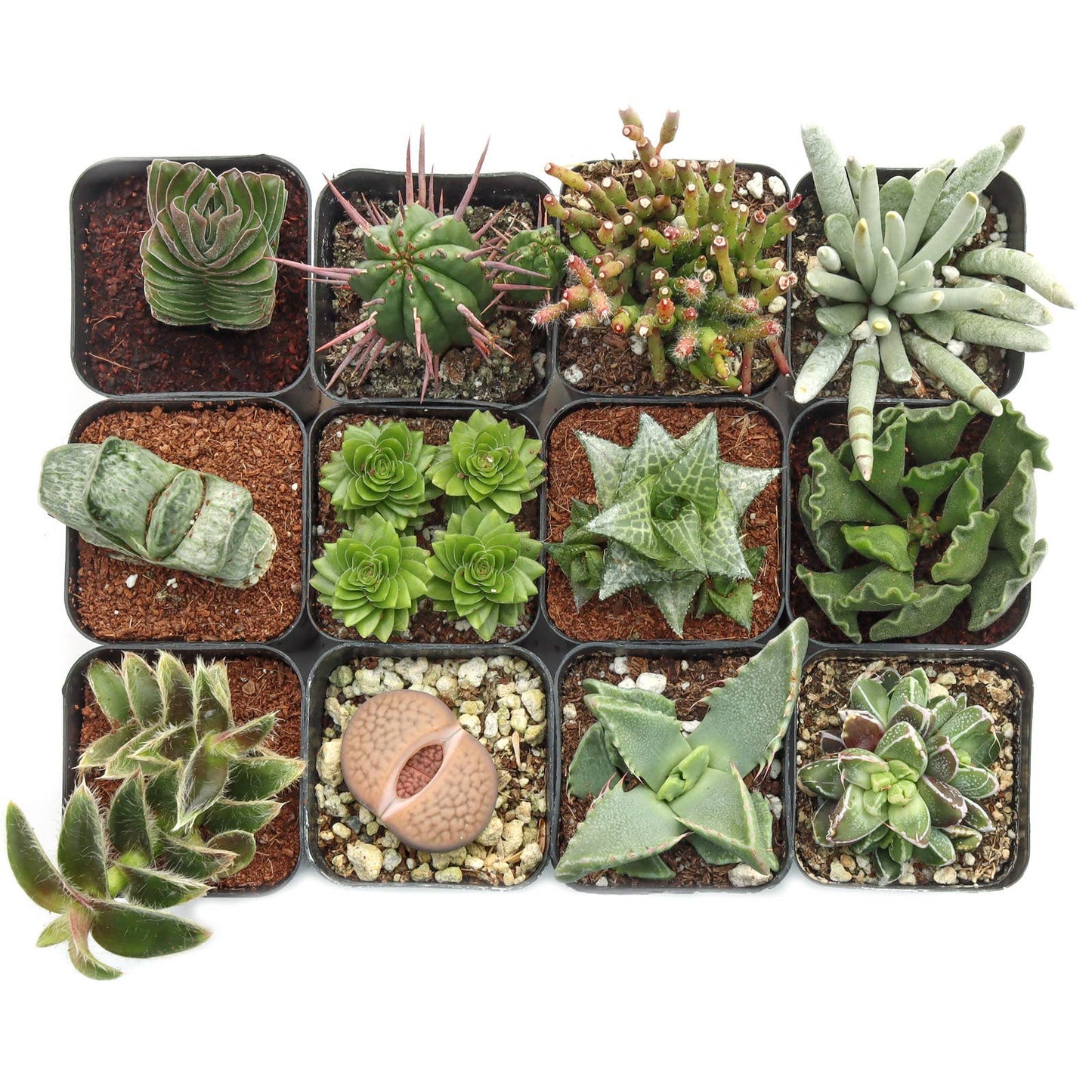 Varied Succulents 2"