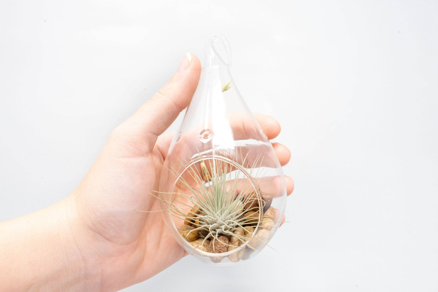 Open Teardrop Air Plant Terrarium