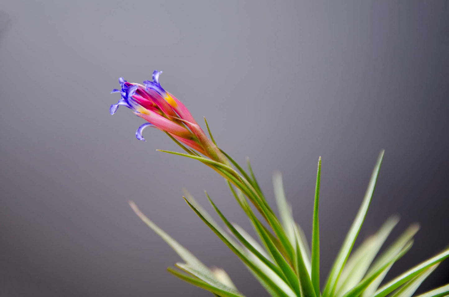Tillandsia Aeranthos Stricta