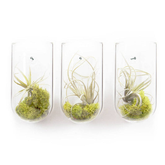 Hanging Glass Planter / Vase