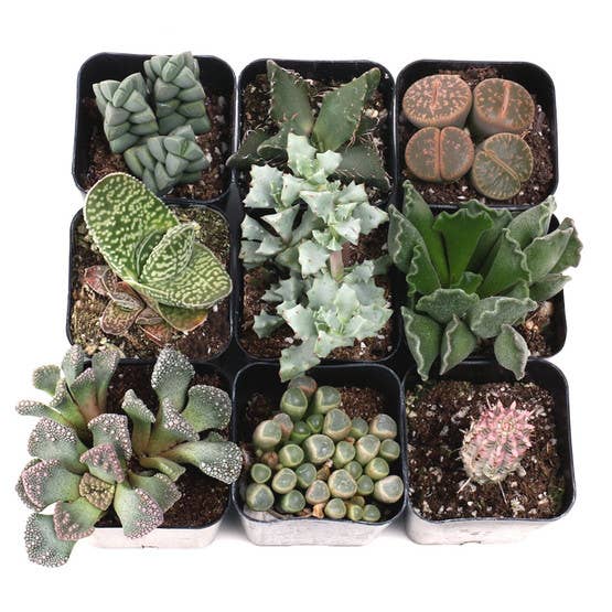 Varied Succulents 2"