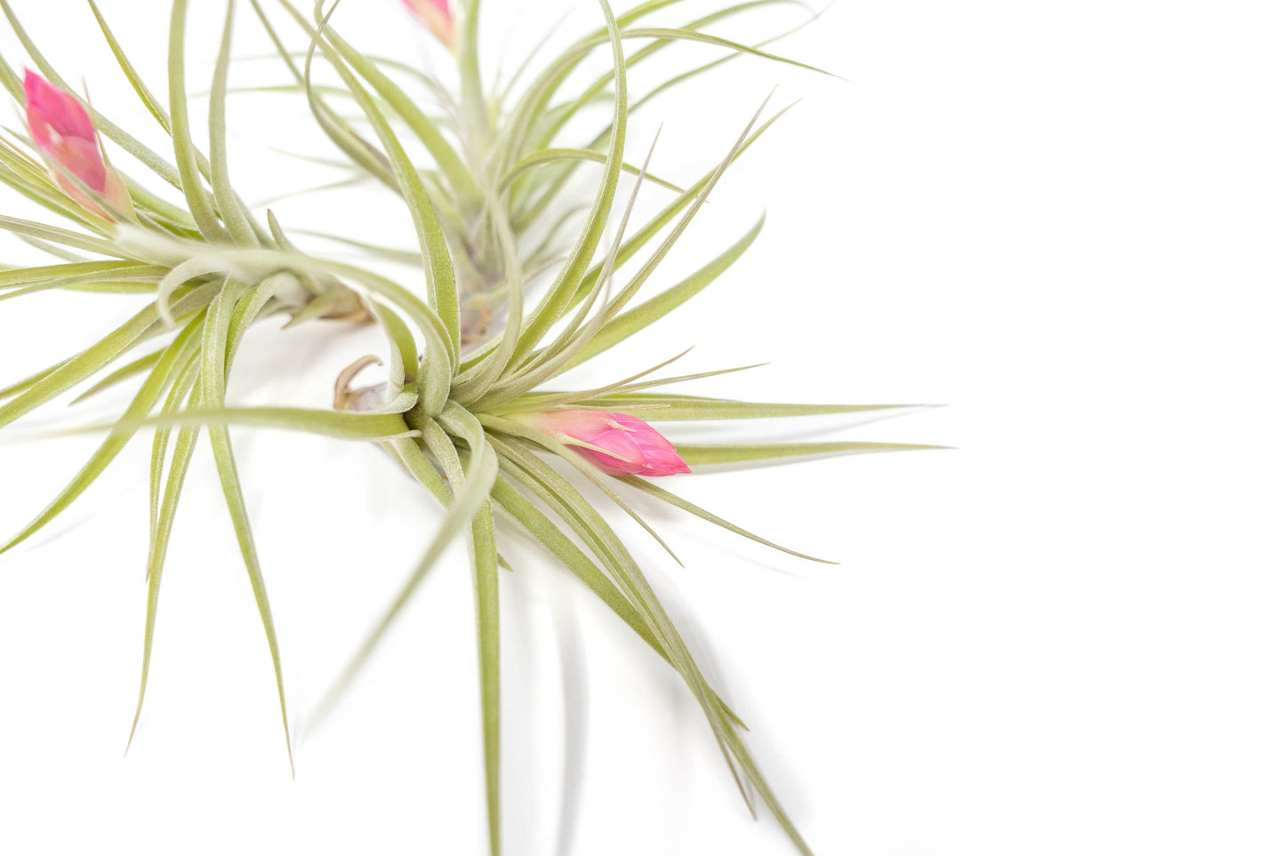 Tillandsia Stricta Green Hybrid