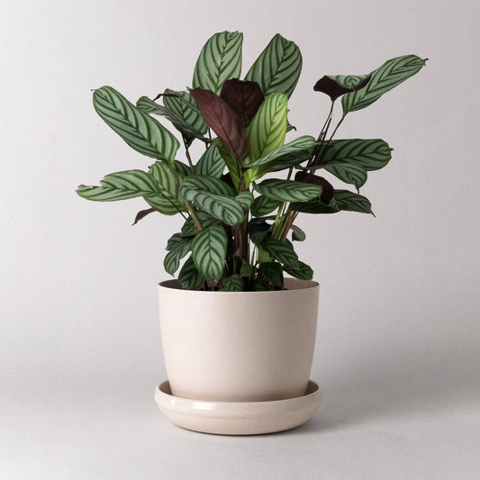 Bamboo Fiber Pot & Saucer
