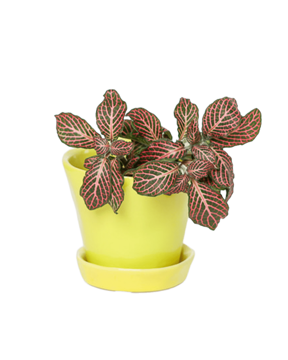 Tika Ceramic Pot & Saucer