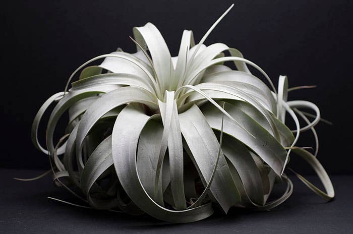 Tillandsia Xerographica