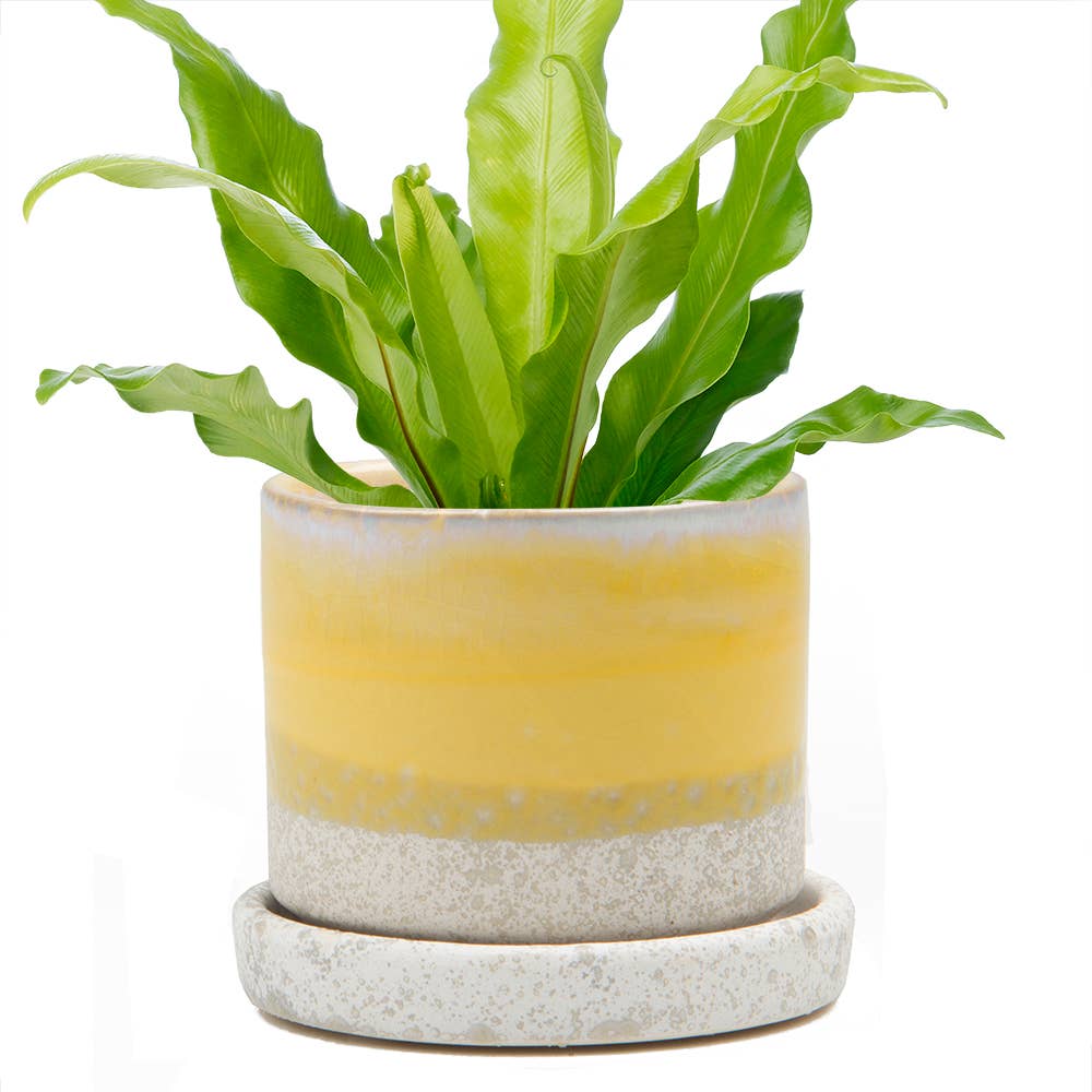 Minute Pot & Saucer
