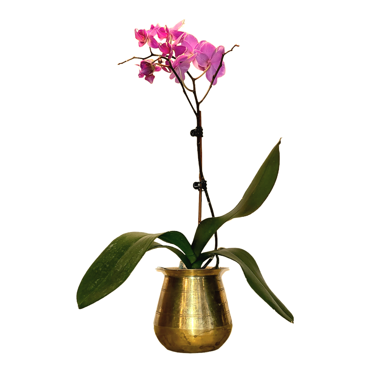 Small Brass Pot