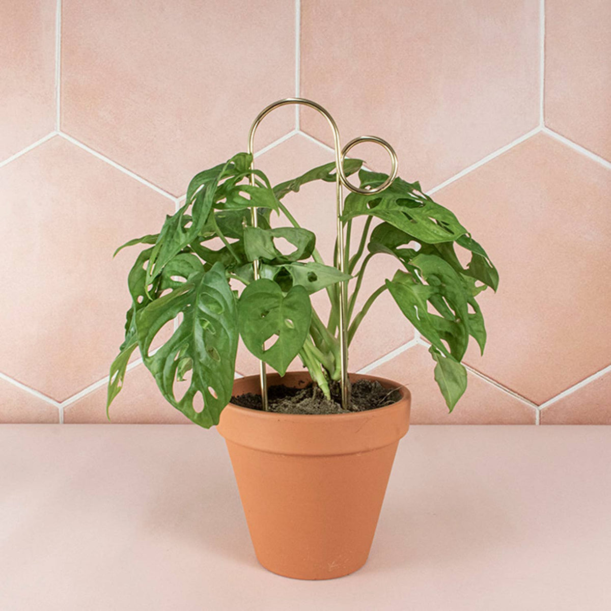 Gold Bump Plant Stake