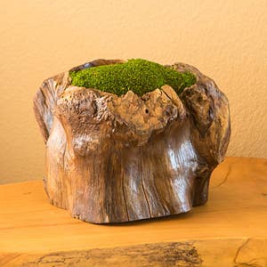 Teak Tree Stump Pot