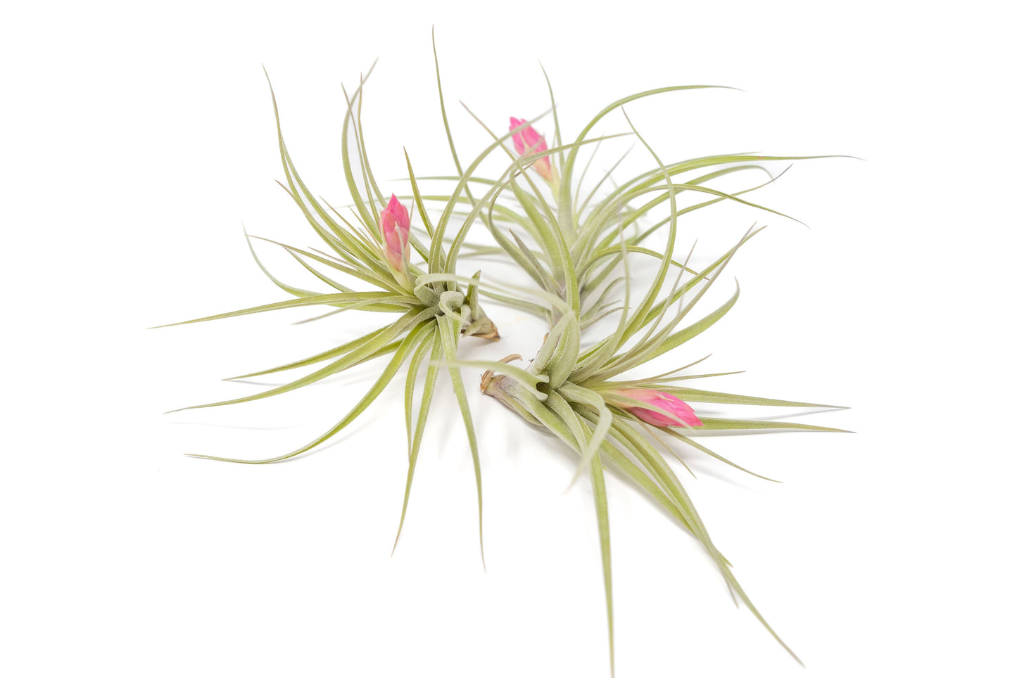 Tillandsia Stricta Green Hybrid