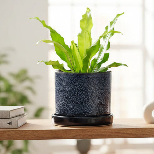 Ceramic Speckled Pot & Saucer