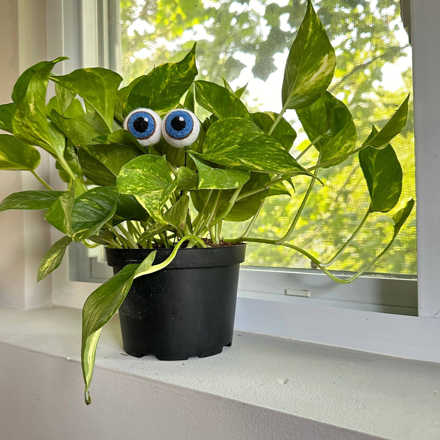 Felt Plant Eyes