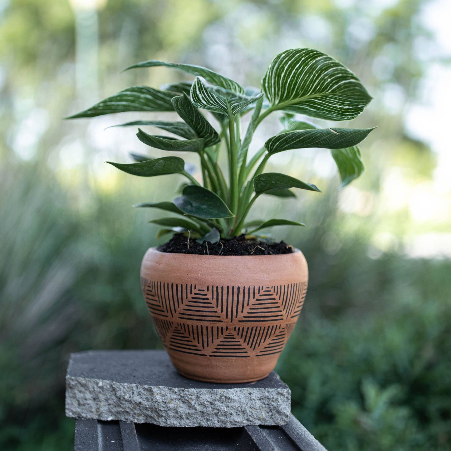 Nolan Terracotta Pot