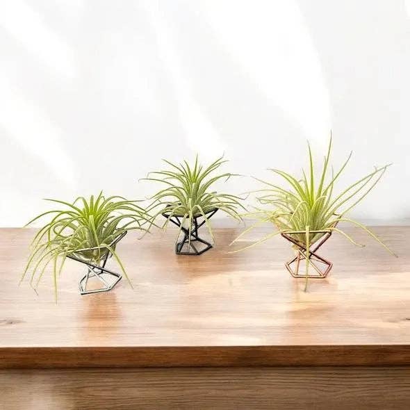 Mini Metal Air Plant Stand