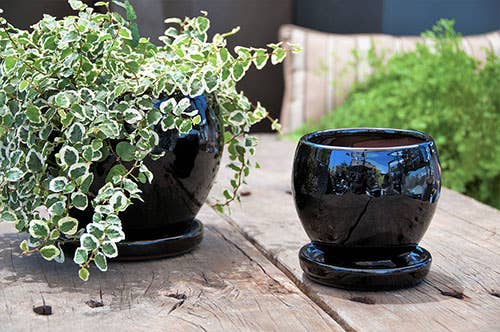 Gerbera Saucer Planter