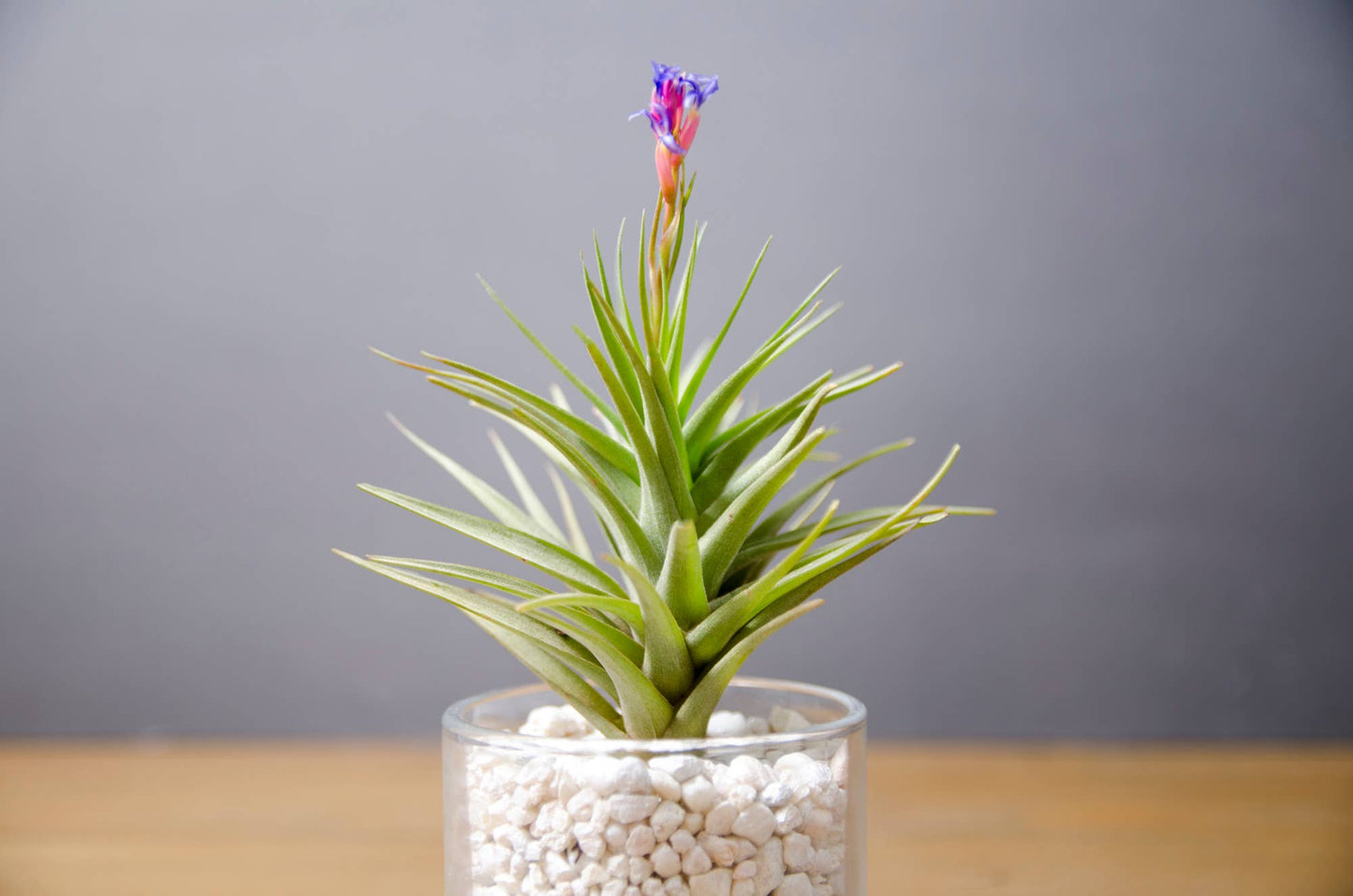 Tillandsia Aeranthos Stricta