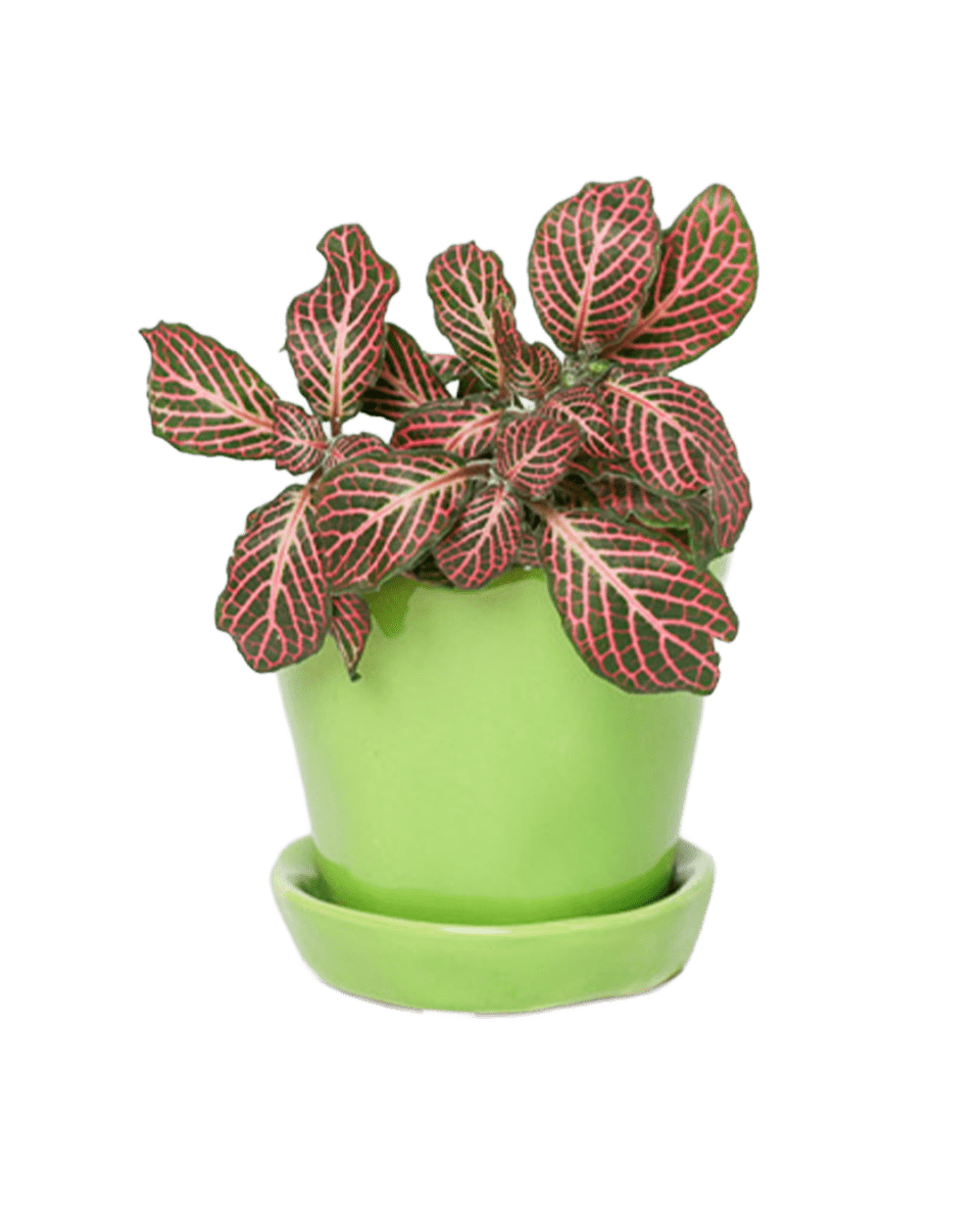 Tika Ceramic Pot & Saucer
