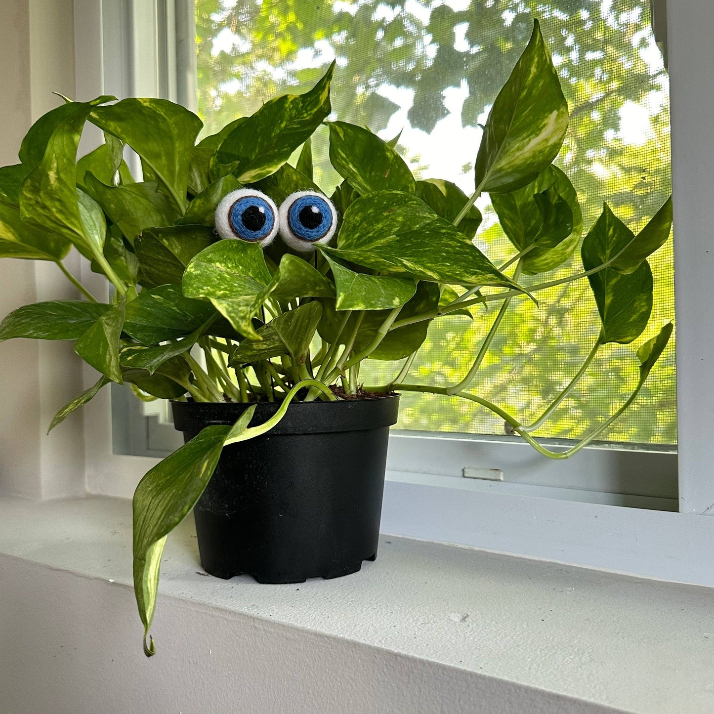 Felt Plant Eyes
