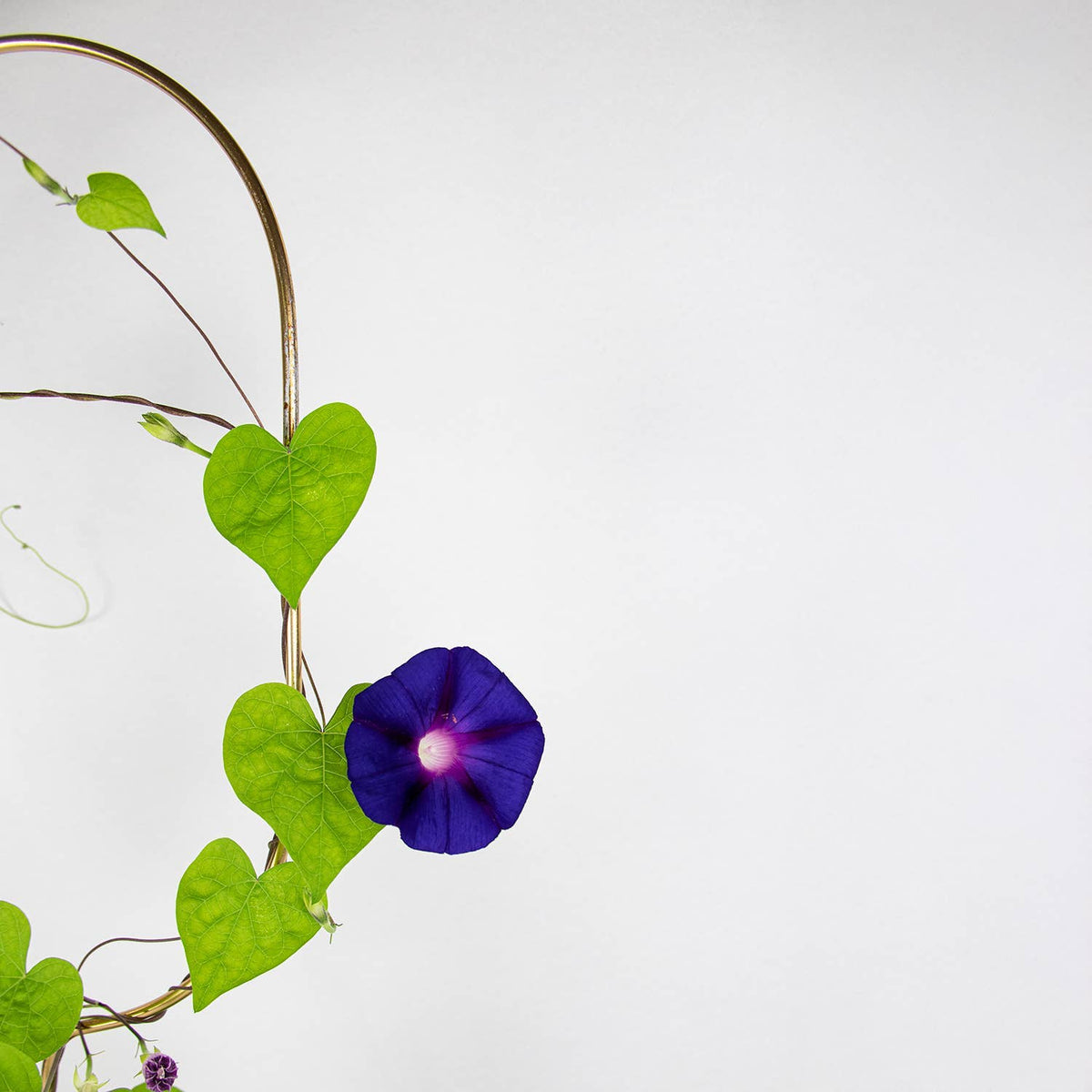 Golden Arch Plant Stake