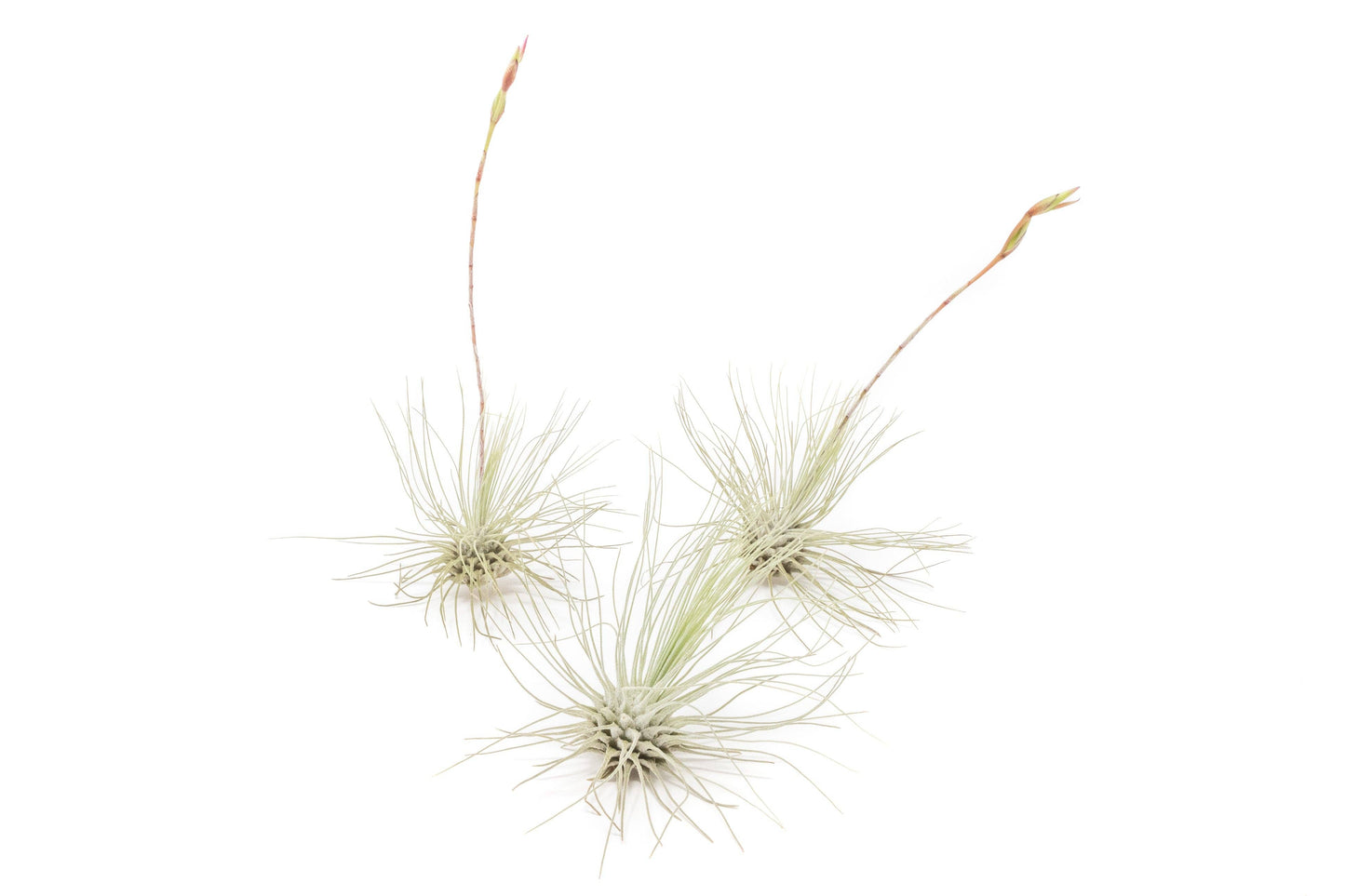 Tillandsia Thin Argentea