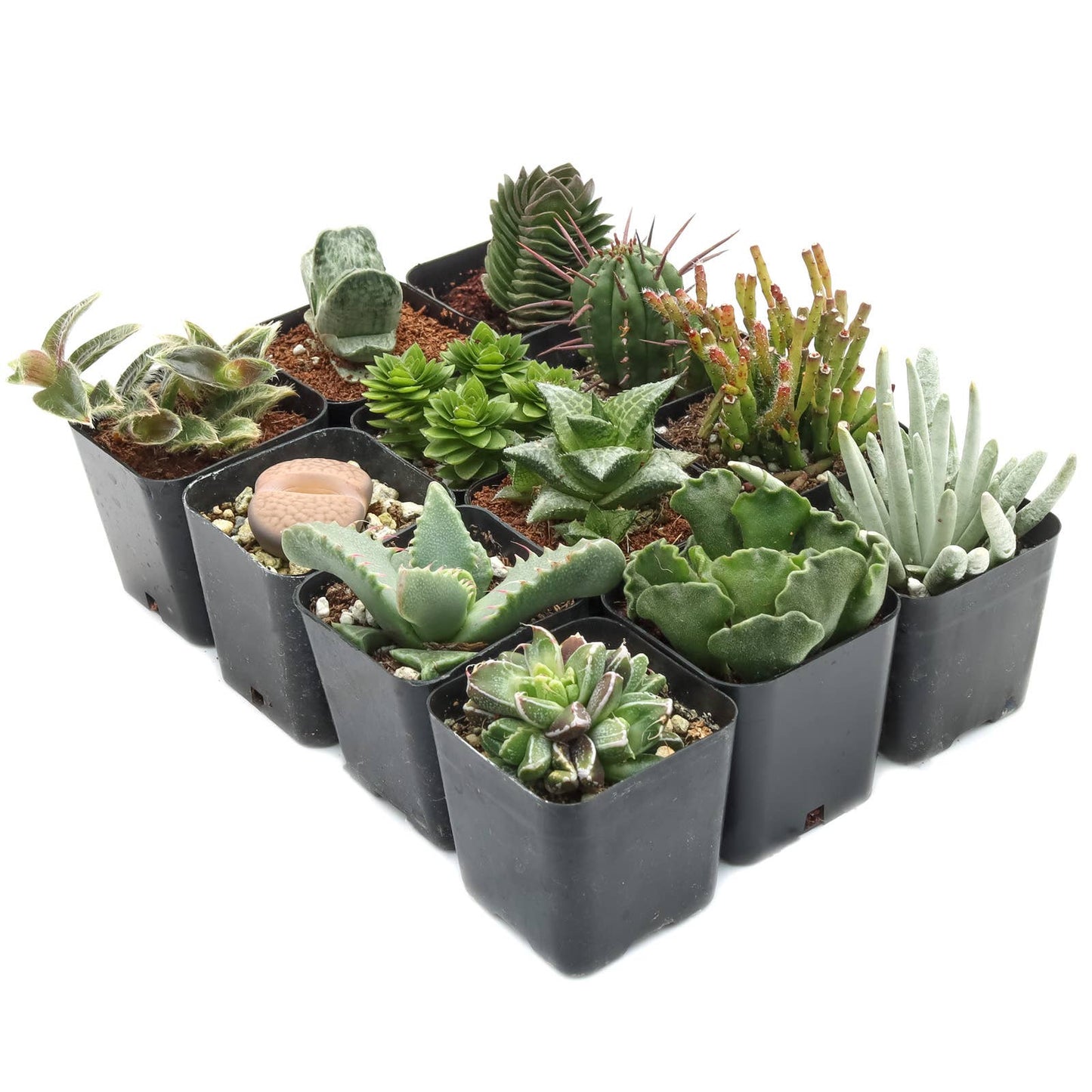 Varied Succulents 2"