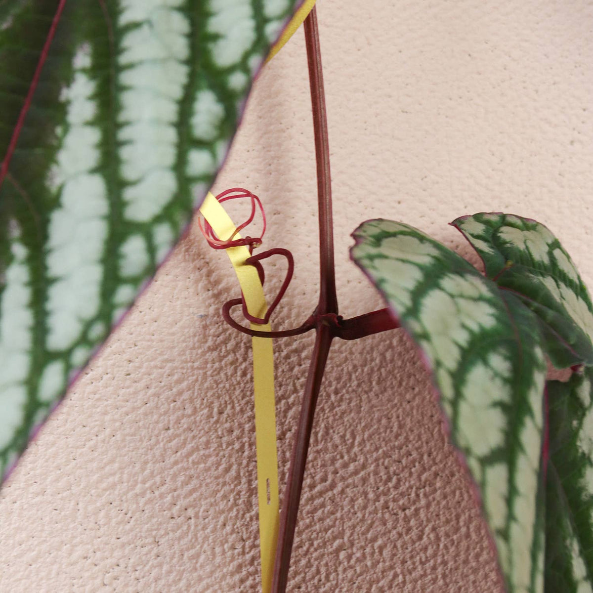 Climbing Plant Gold Brass Chain