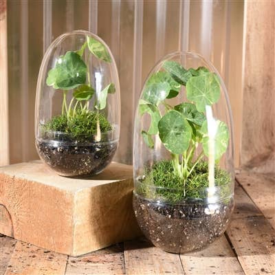 Sole Glass Oval Terrarium