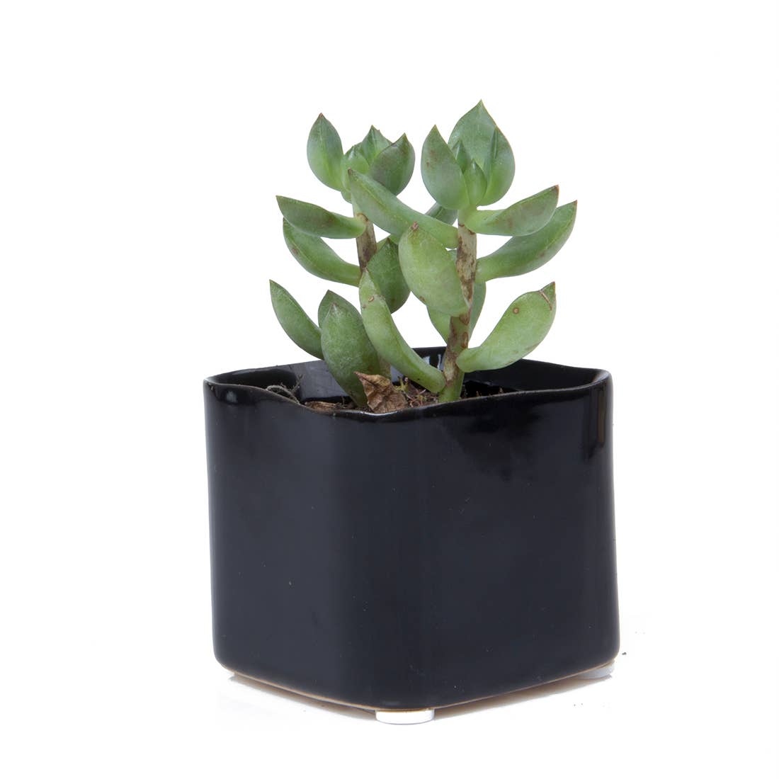 Mini Cube Ceramic Pots