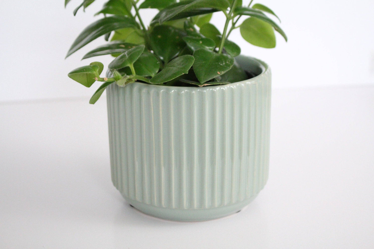 Fluted Sage Glazed Pot