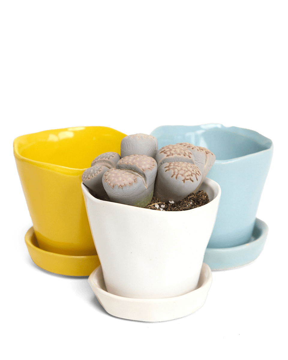 Tika Ceramic Pot & Saucer