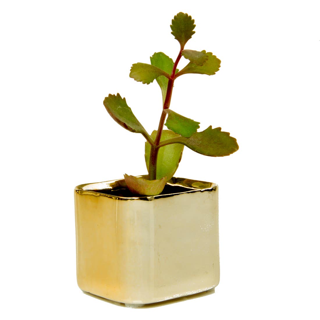 Mini Cube Ceramic Pots