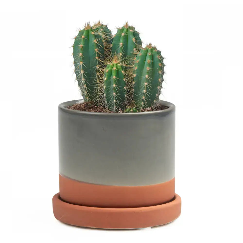 Minute Pot & Saucer